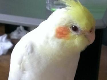 ビジューちゃん ビジューちゃん