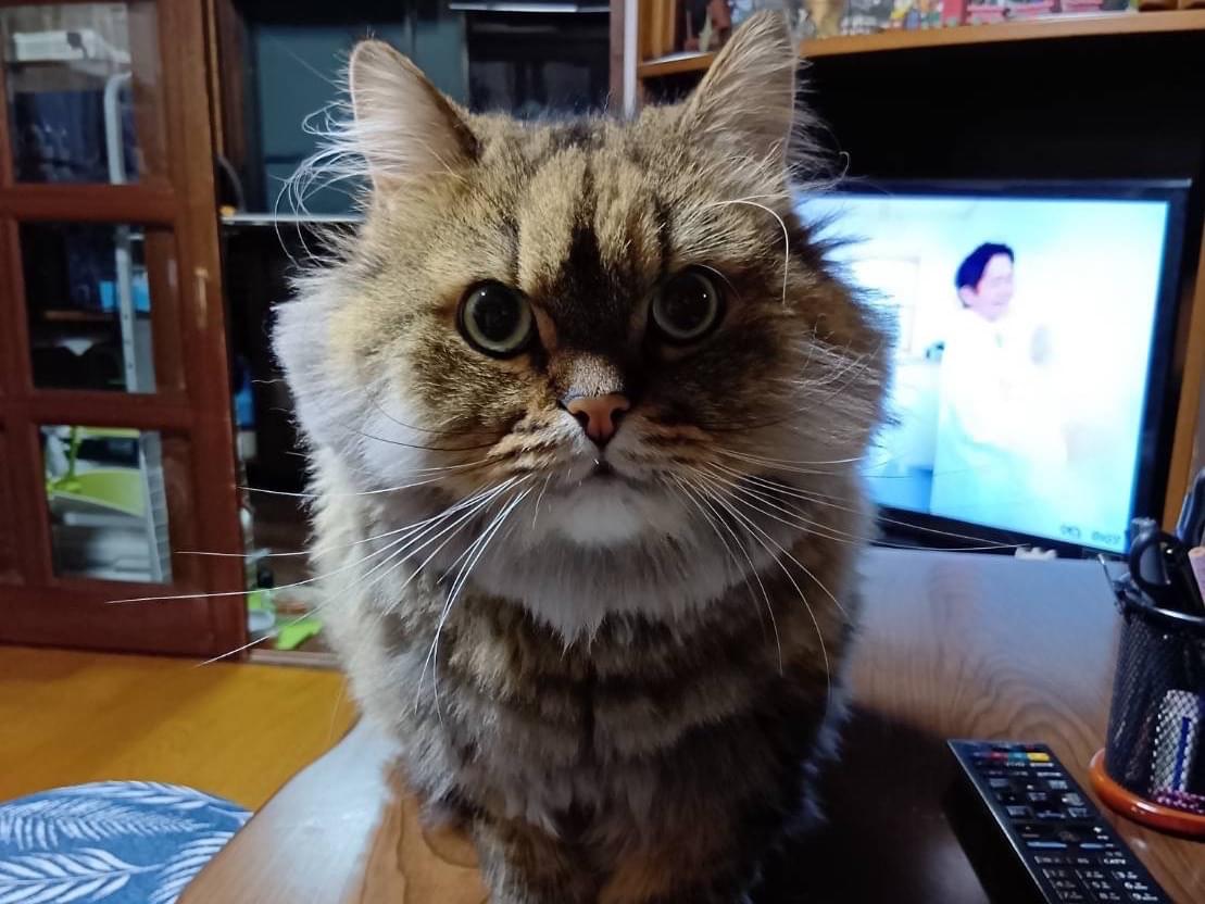 チョコちゃん チョコちゃん