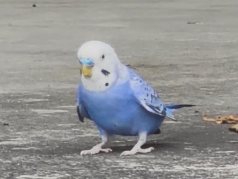 目撃された鳥