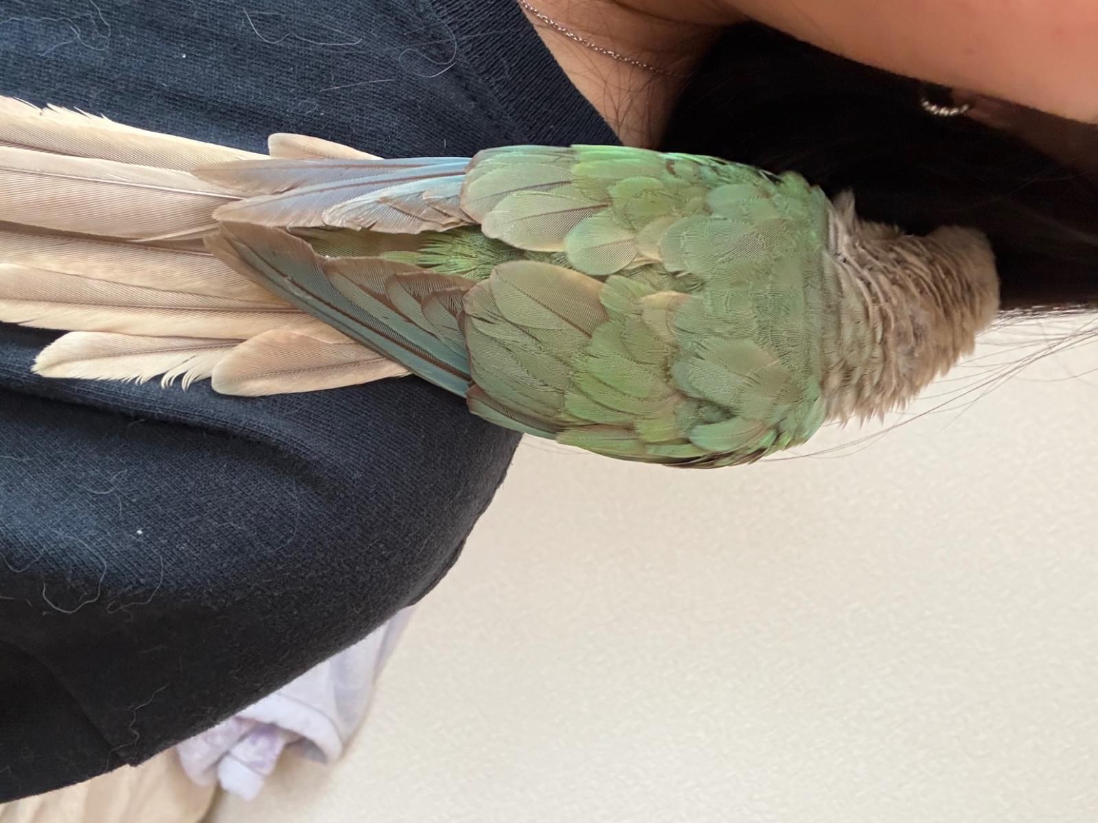 保護された鳥