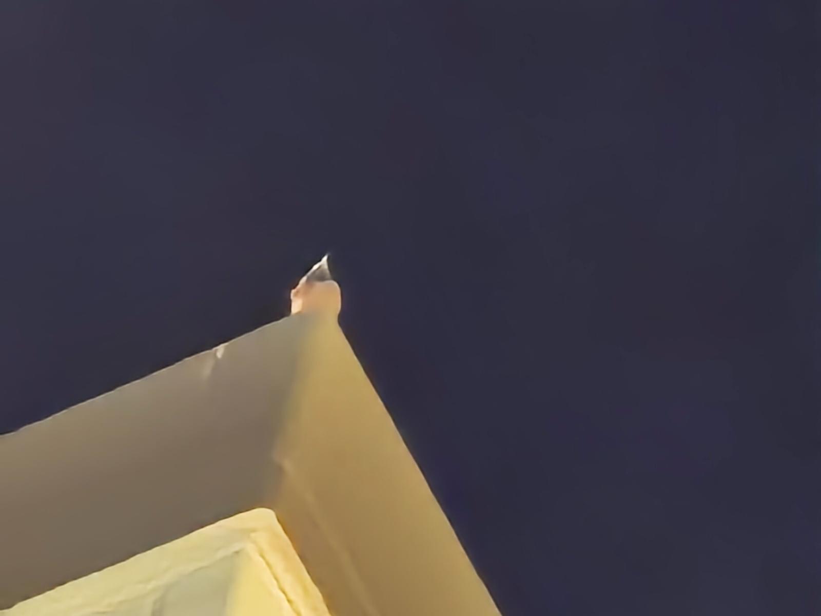目撃された鳥 目撃された鳥