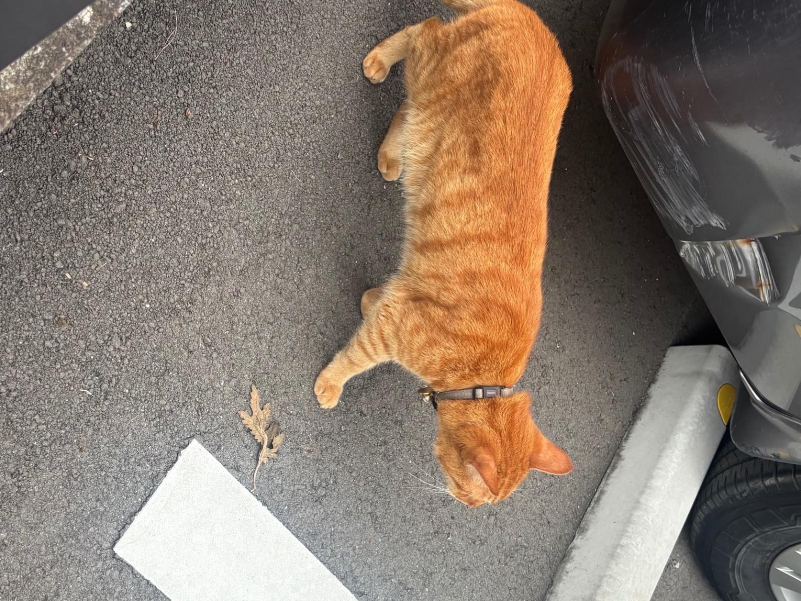 目撃された猫 目撃された猫