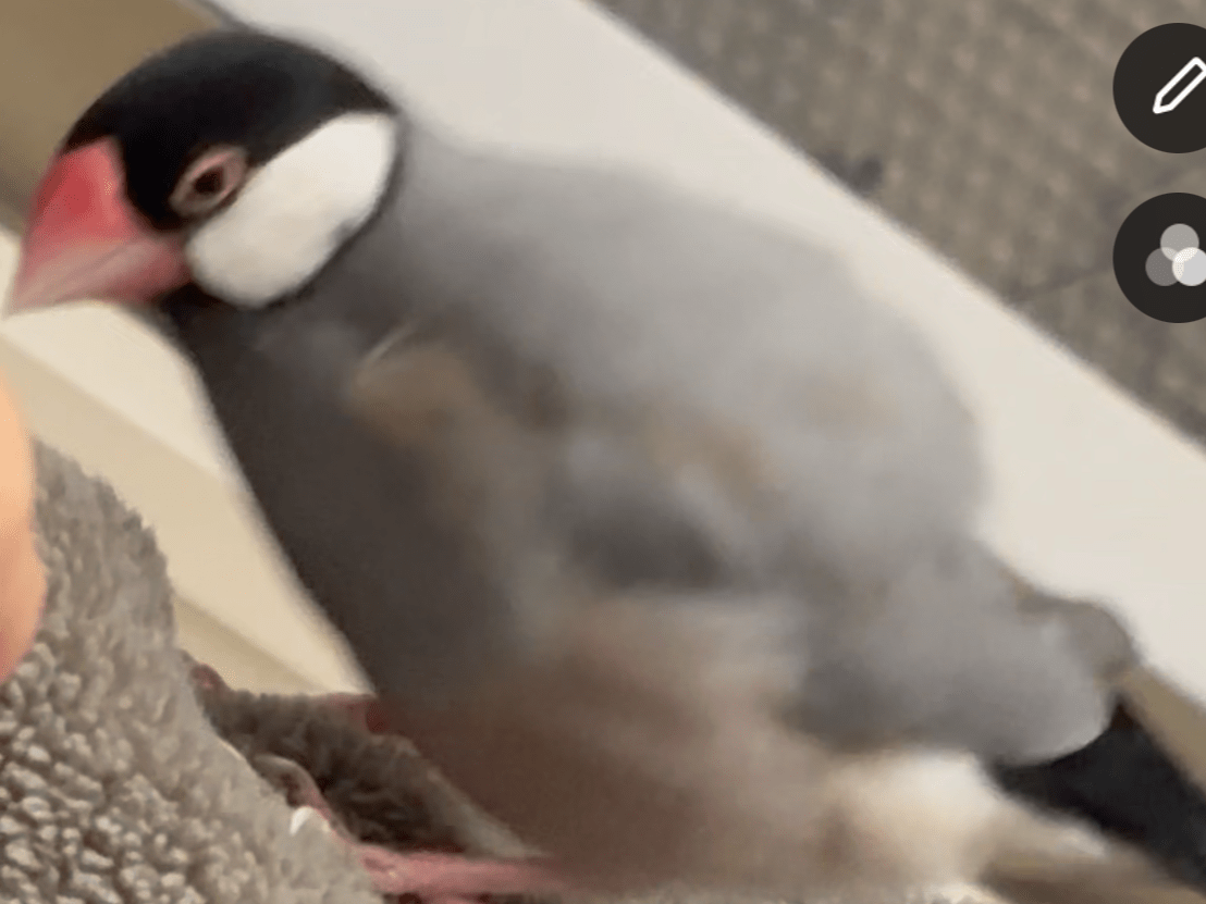 ディバちゃん ディバちゃん