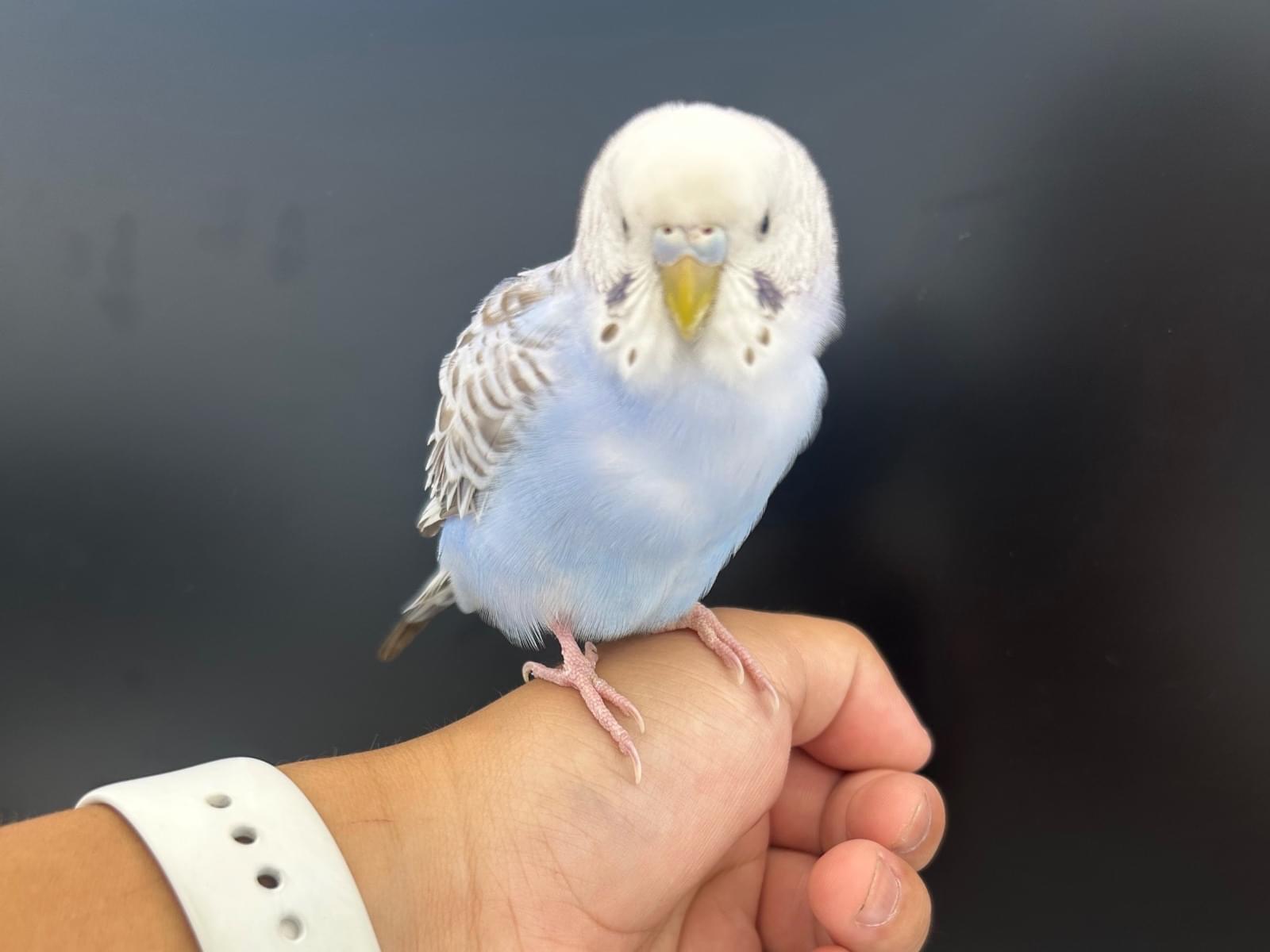 保護された鳥 保護された鳥