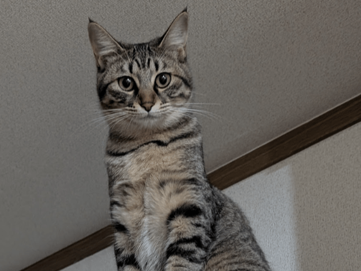 ミサちゃん