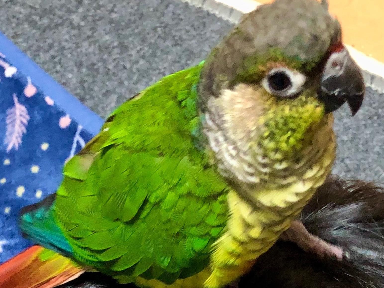 保護された鳥 保護された鳥