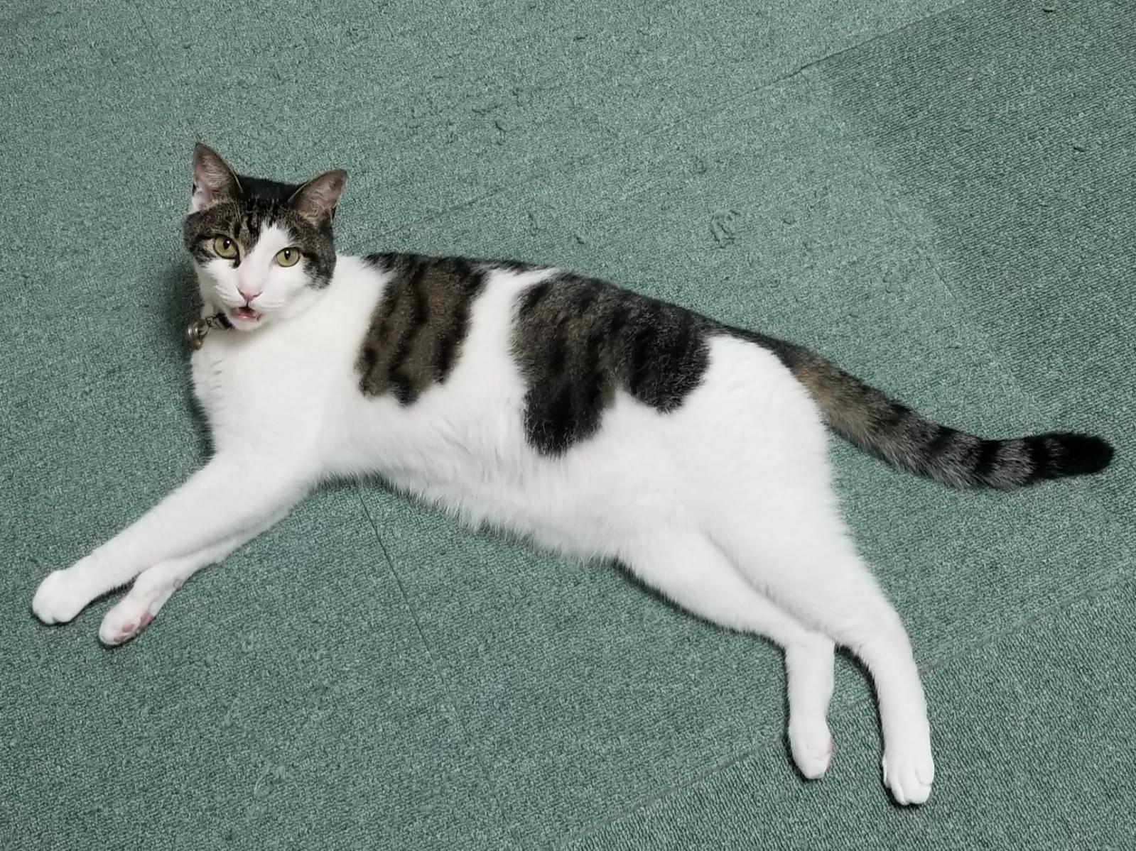 ふうたちゃん ふうたちゃん