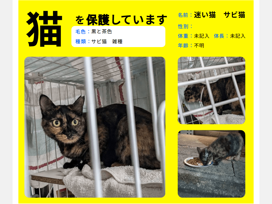 保護された猫 保護された猫
