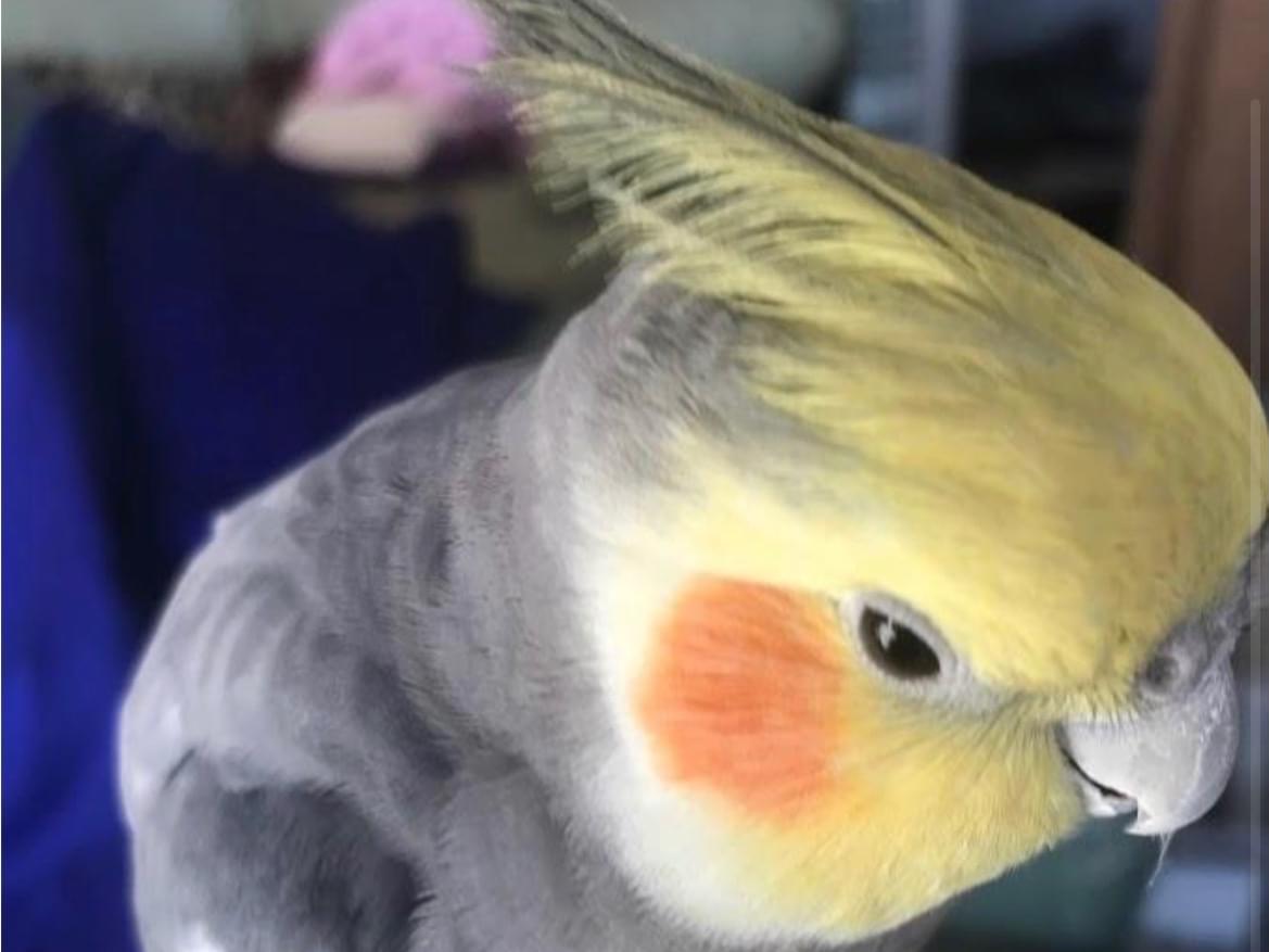 いくらちゃん いくらちゃん