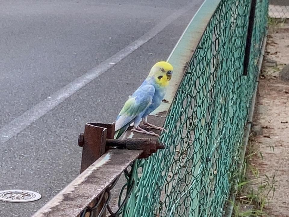 目撃された鳥 目撃された鳥