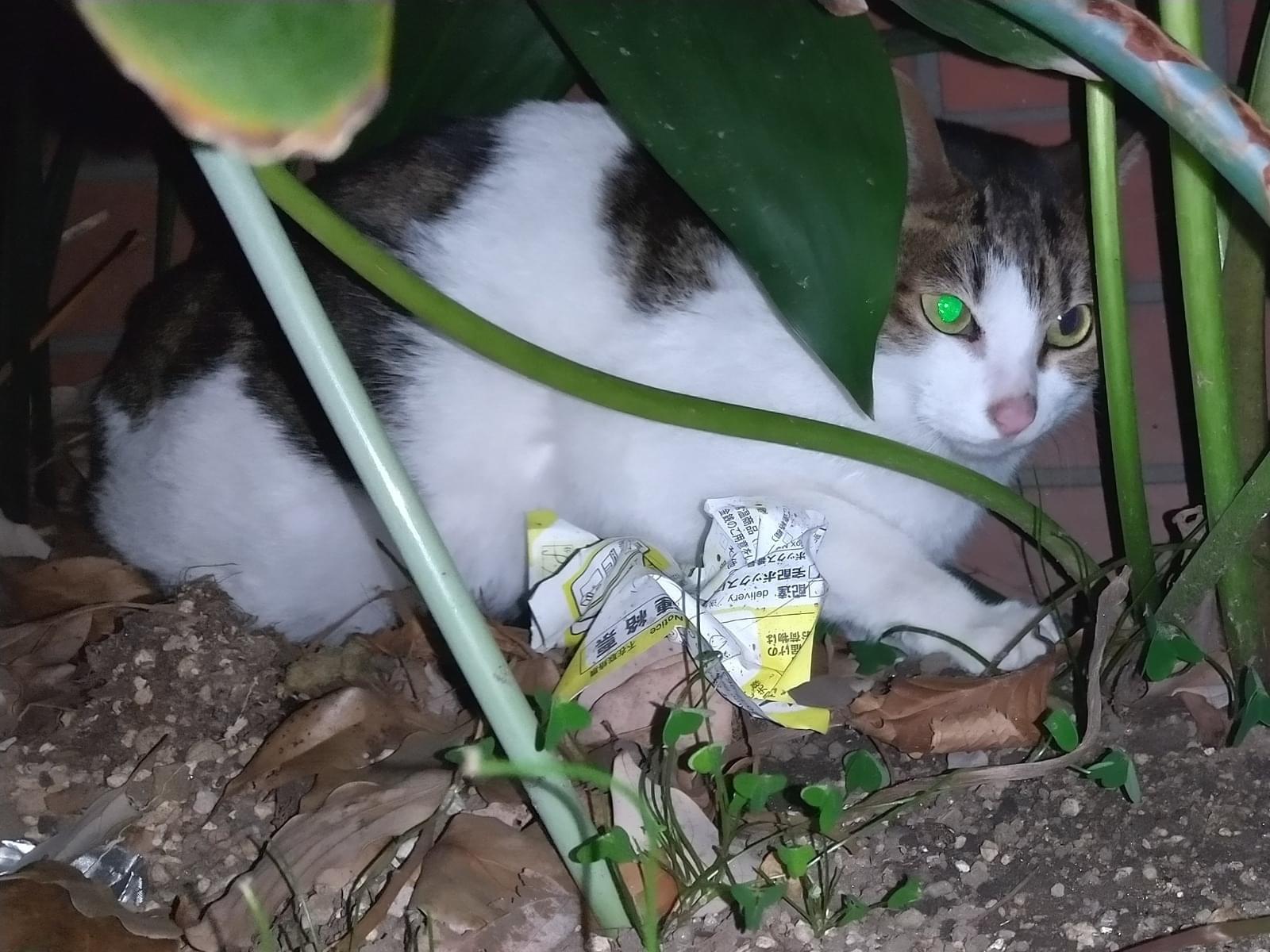 目撃された猫 目撃された猫