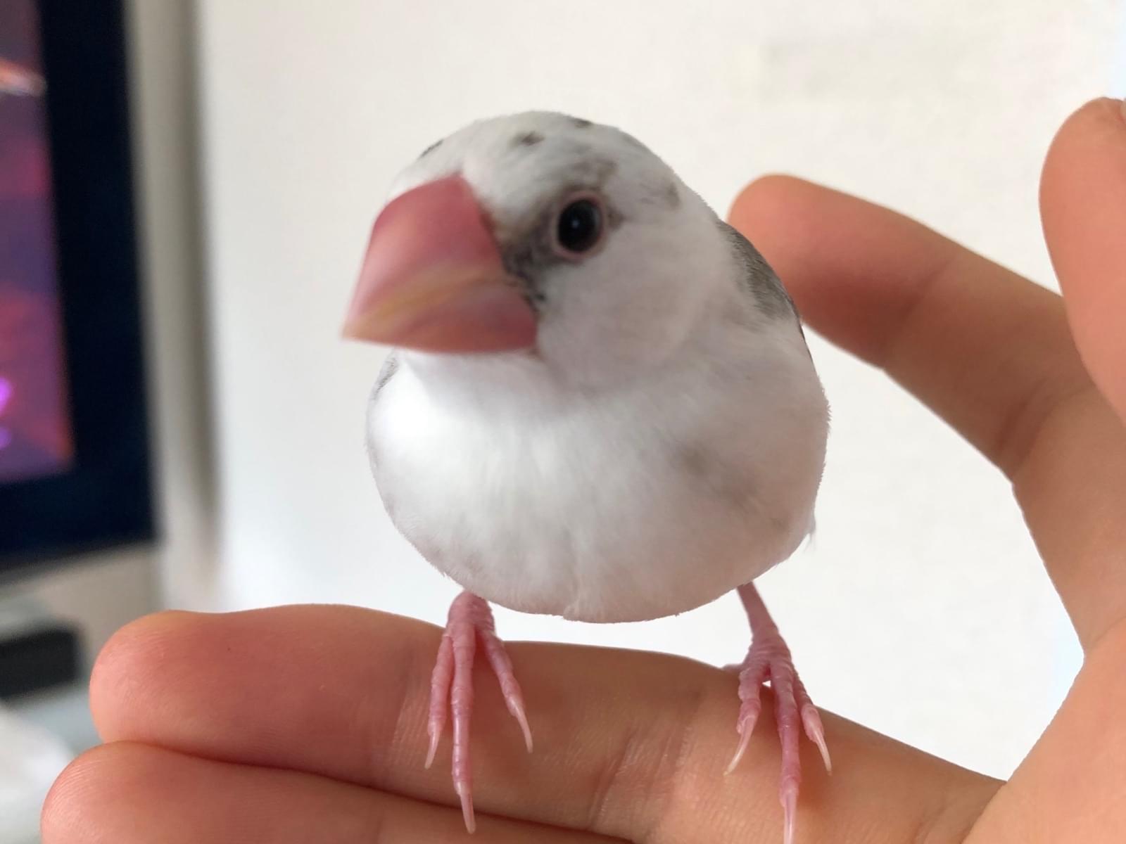 ぺんちゃん ぺんちゃん