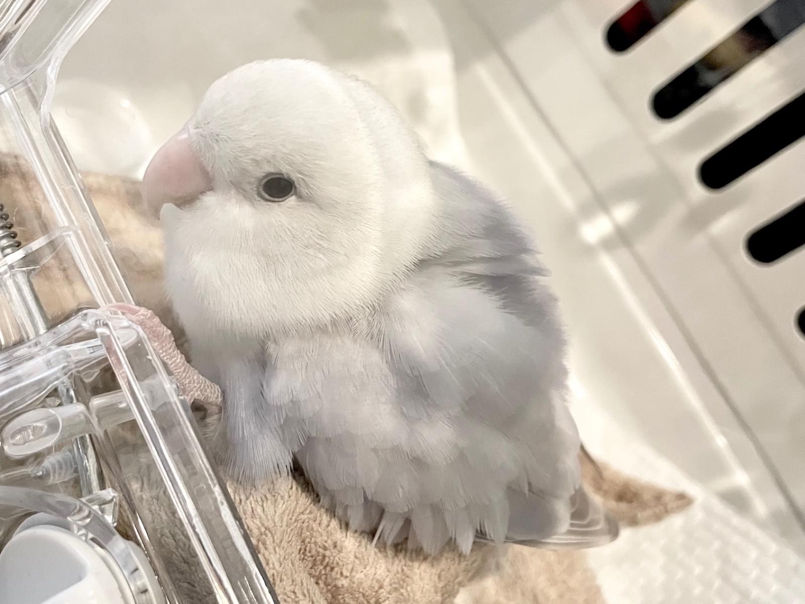 保護された鳥 保護された鳥