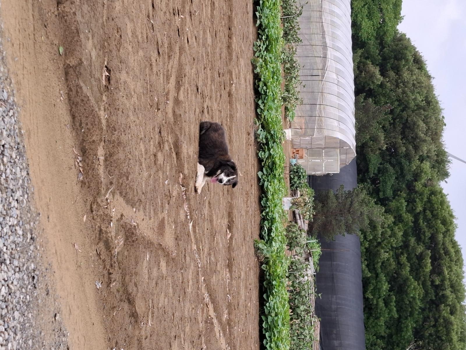 目撃された犬 目撃された犬