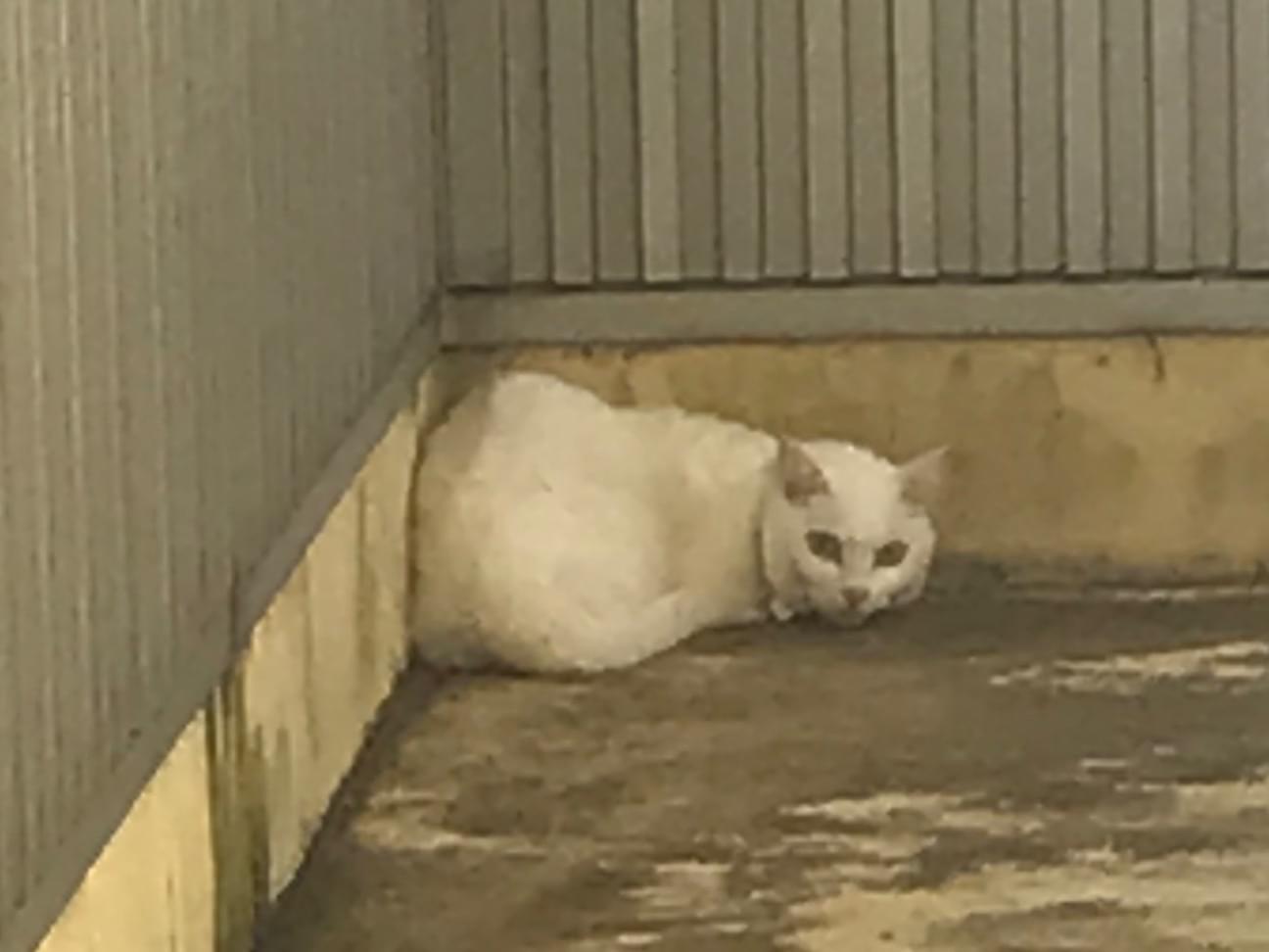 目撃された猫 目撃された猫