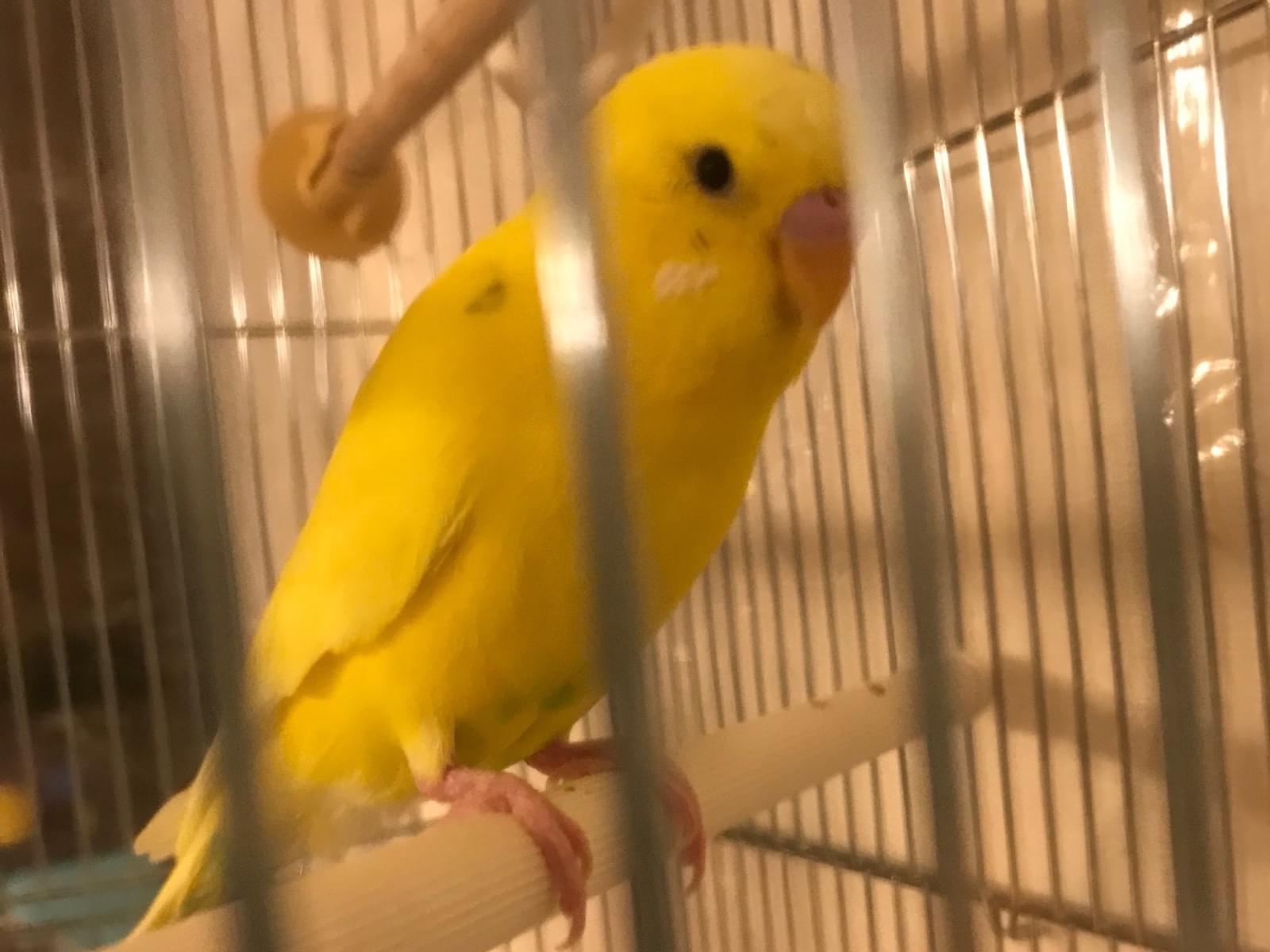 きーちゃん きーちゃん