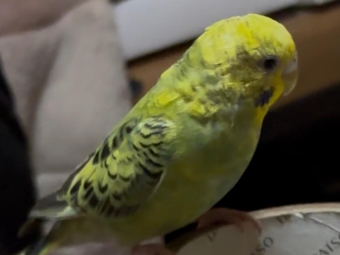 ちょこびちゃん ちょこびちゃん