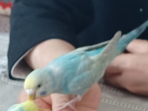 チャッピーちゃん チャッピーちゃん