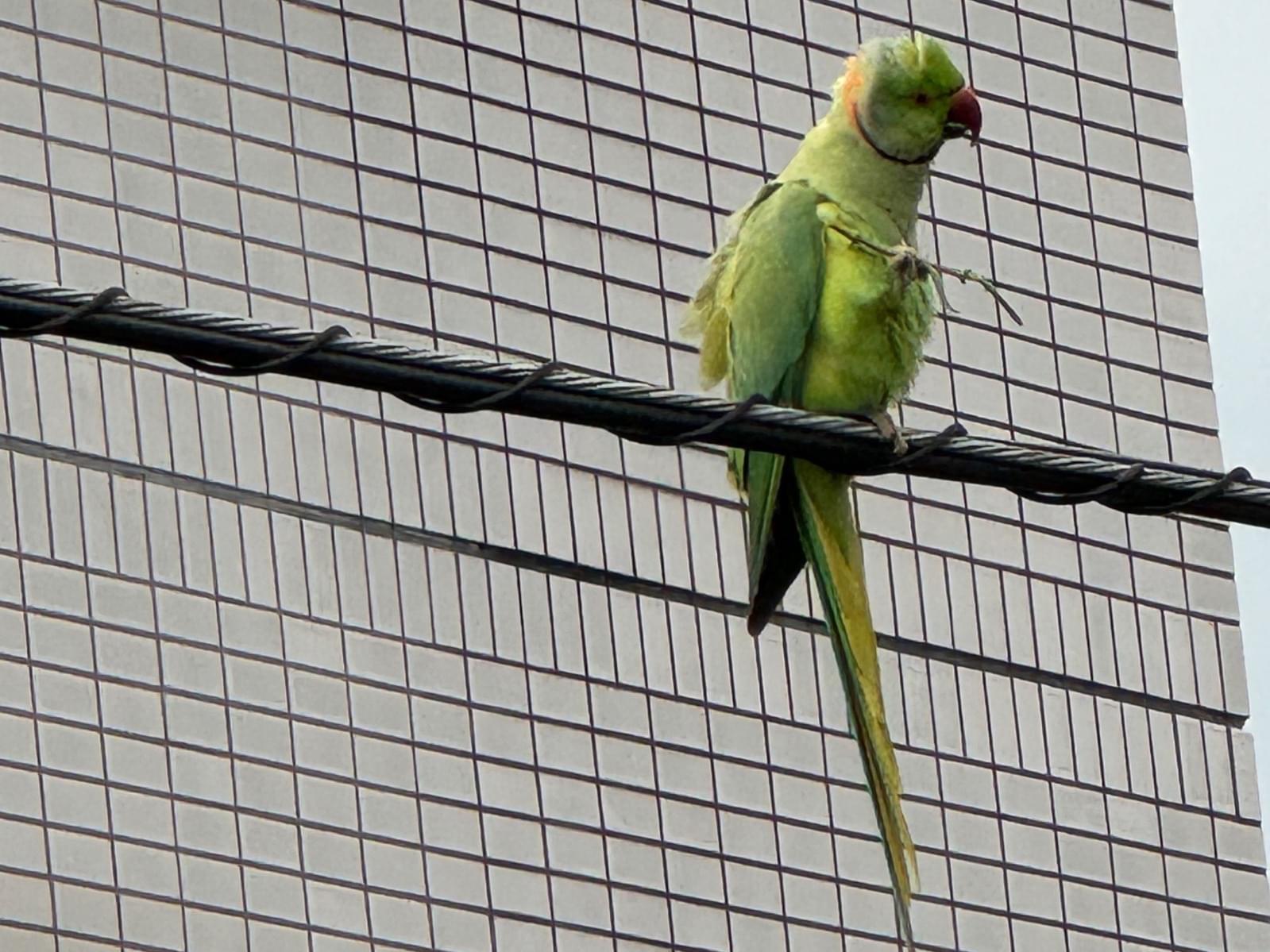 目撃された鳥 目撃された鳥