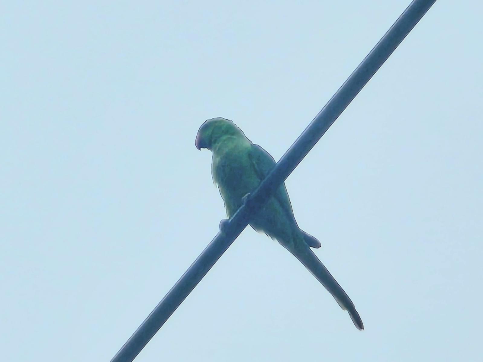目撃された鳥 目撃された鳥