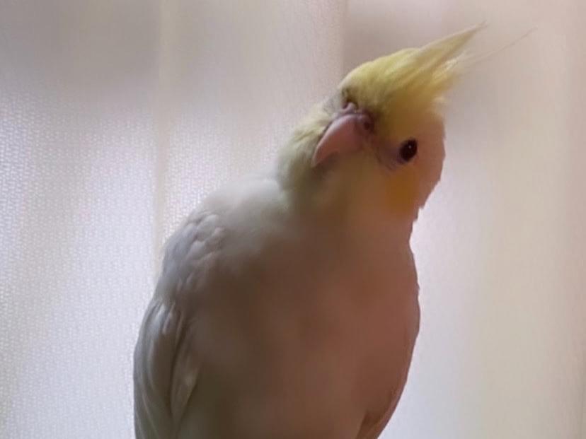 ぴーちゃん ぴーちゃん