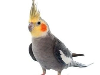ラブちゃん ラブちゃん