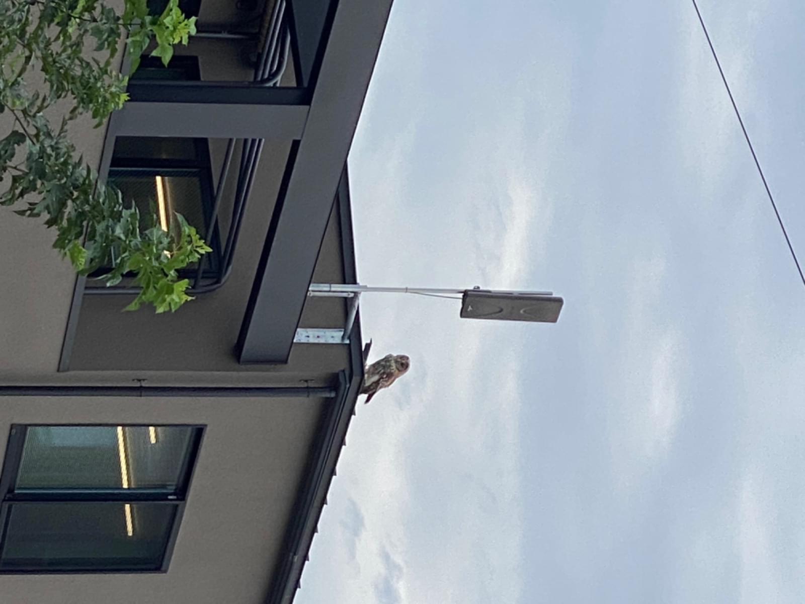 目撃された鳥 目撃された鳥