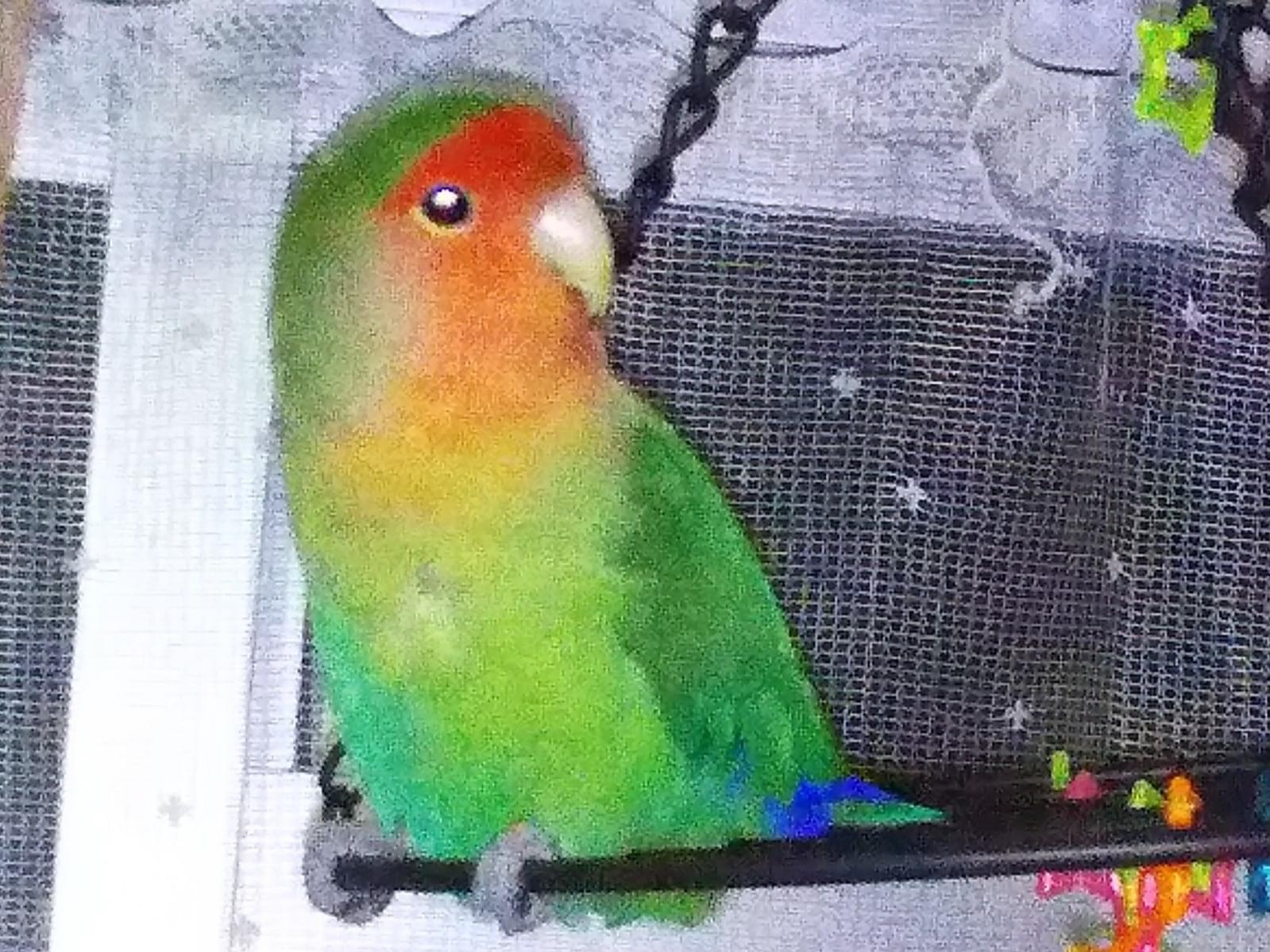マッチャちゃん マッチャちゃん