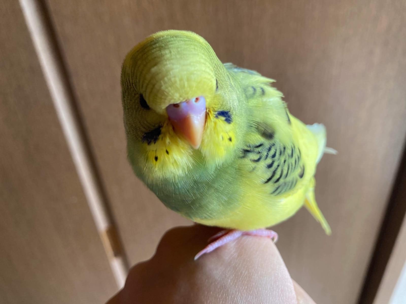 ミモちゃん ミモちゃん