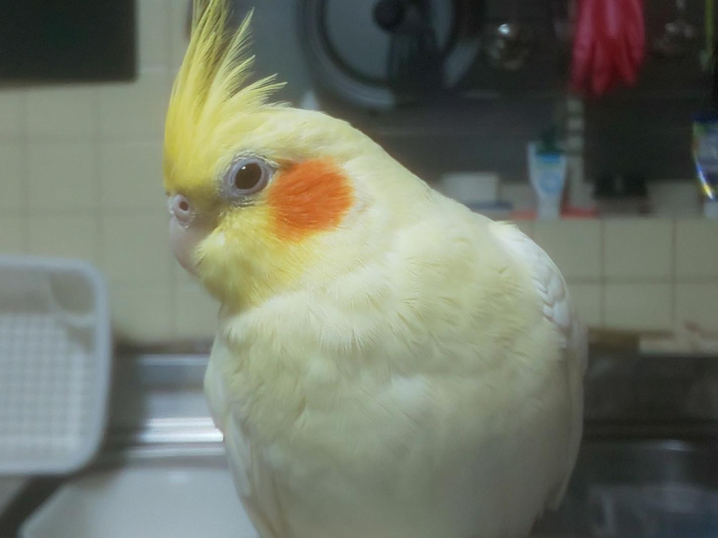 ピッちゃん ピッちゃん