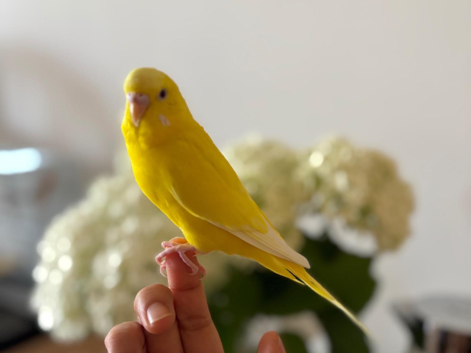 キスケちゃん