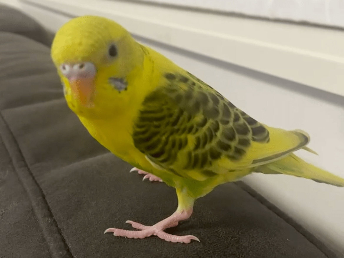 レモンちゃん レモンちゃん
