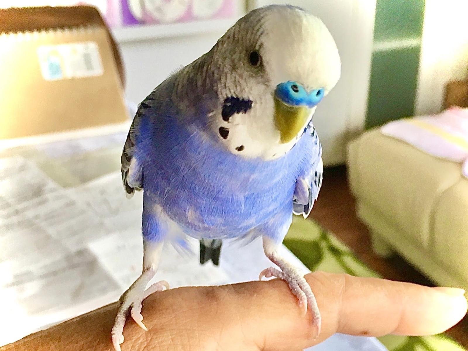 ピーちゃん ピーちゃん