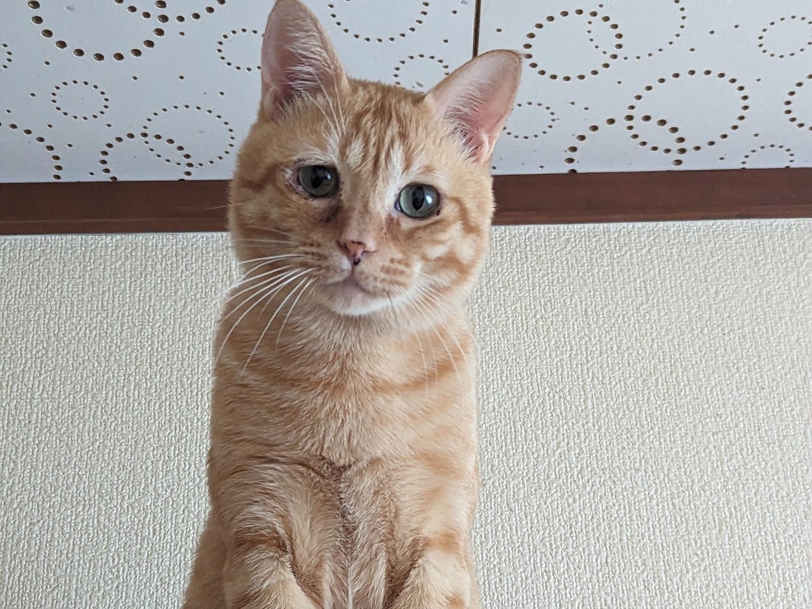 トラちゃん トラちゃん