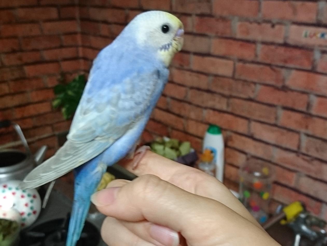 ラッキーちゃん ラッキーちゃん