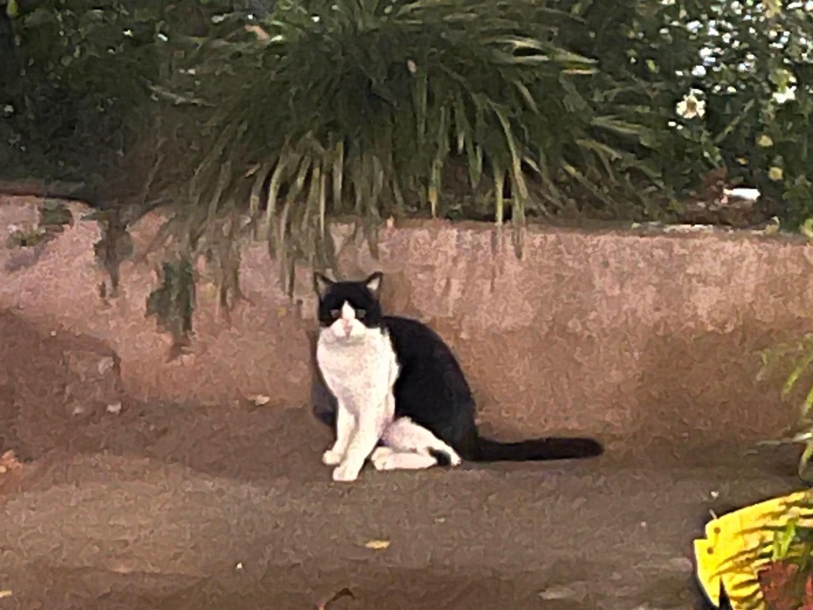 目撃された猫 目撃された猫