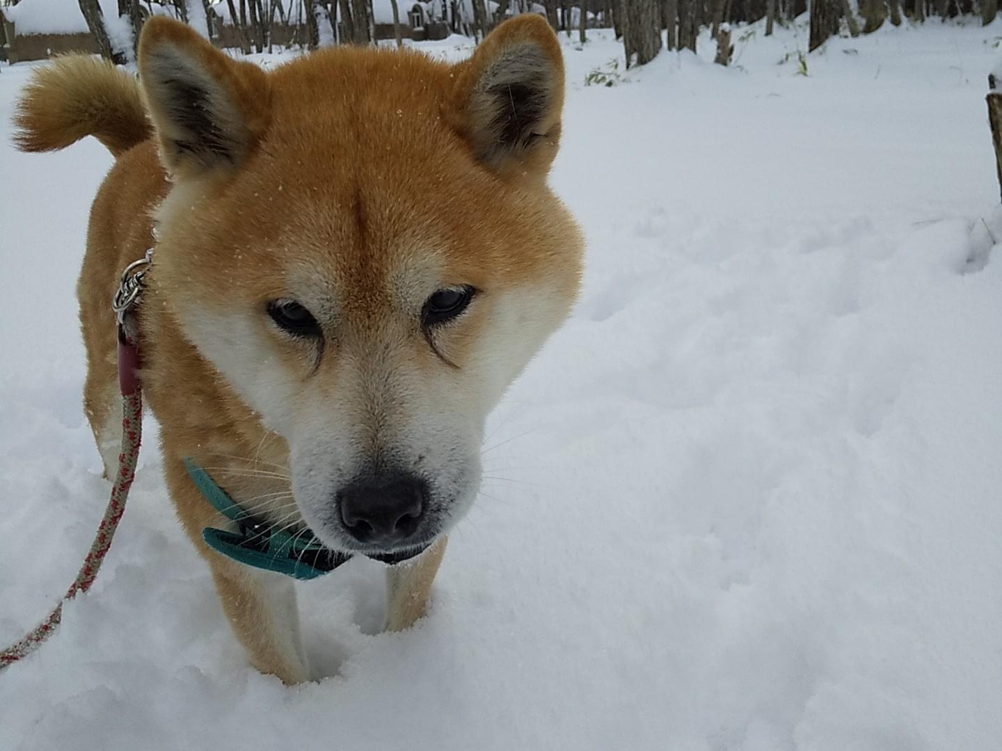 ちょこちゃん ちょこちゃん