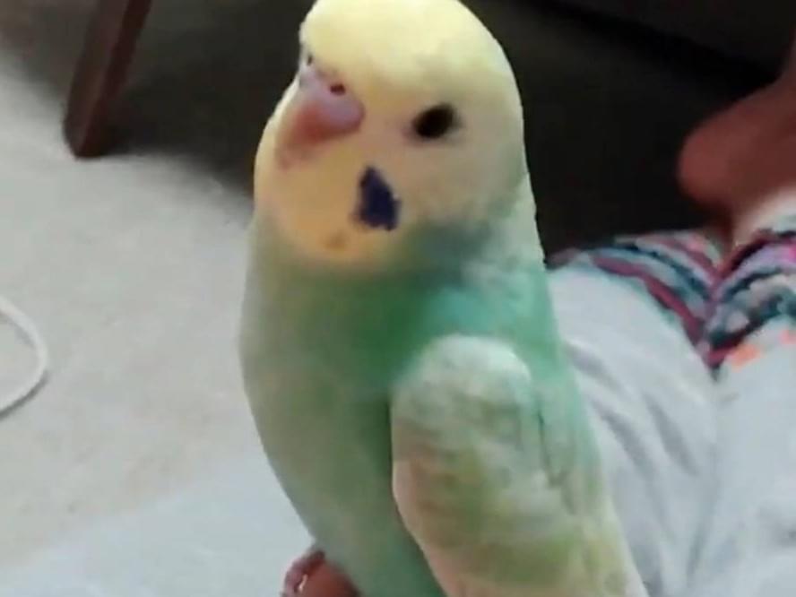りょくちゃん りょくちゃん