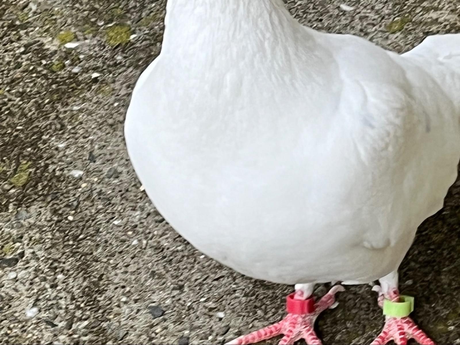 みーこちゃん みーこちゃん