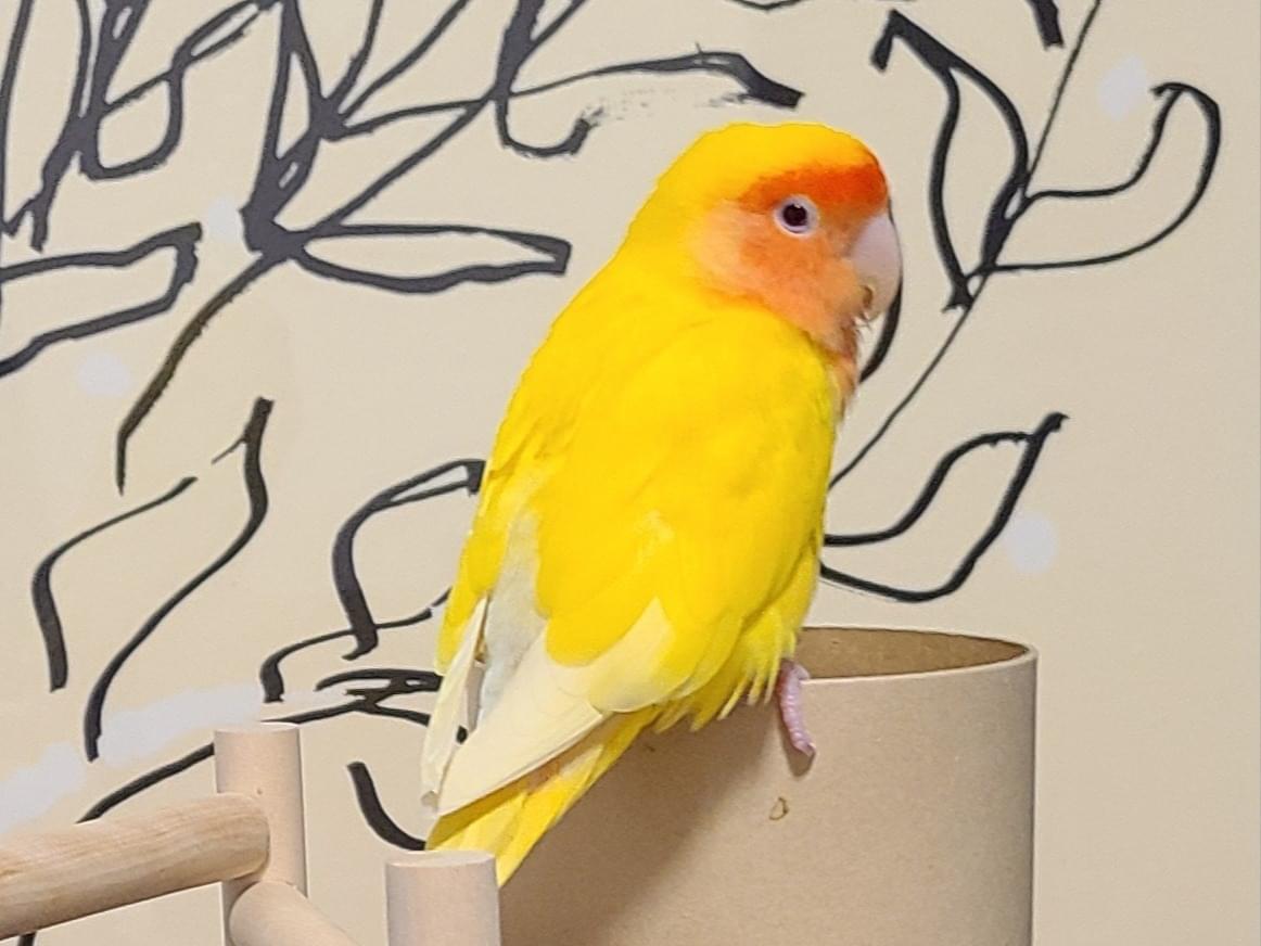ここちゃん ここちゃん