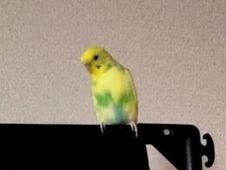 ライチちゃん ライチちゃん