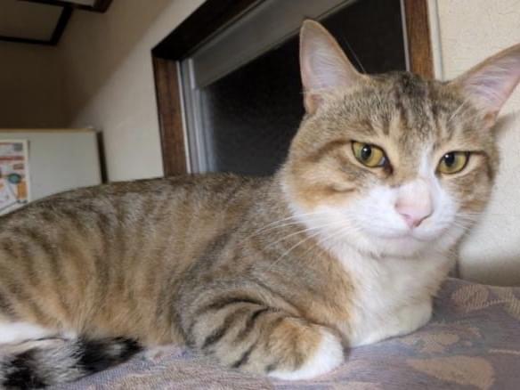 とらちゃん とらちゃん