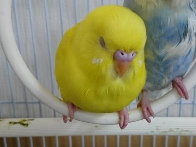 リンちゃん リンちゃん