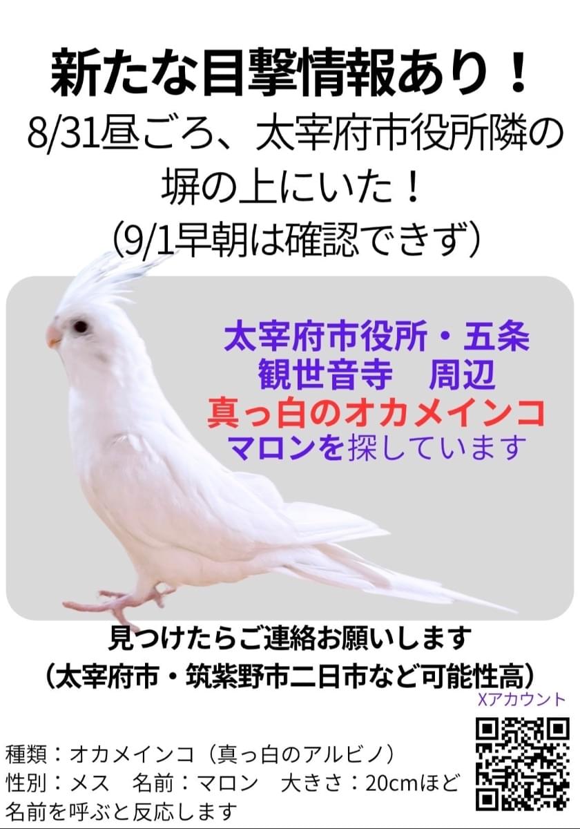 真っ白いオカメインコを探しています 9/4最新情報あり