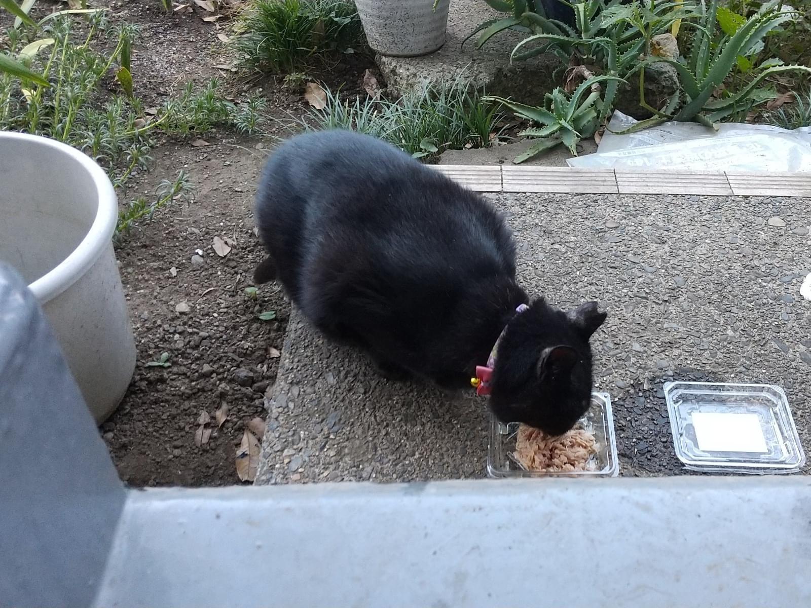 目撃された猫 目撃された猫