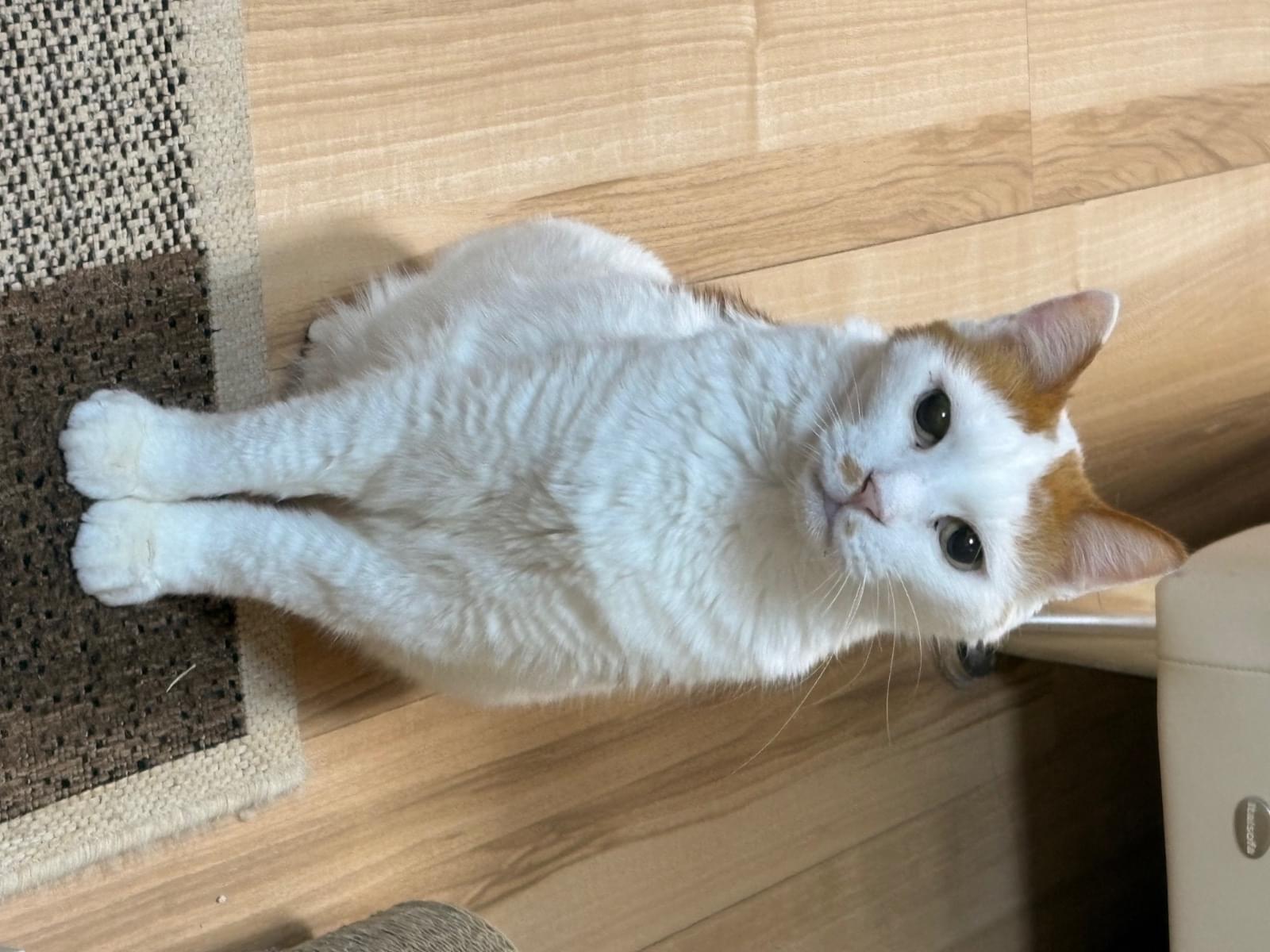 らんちゃん