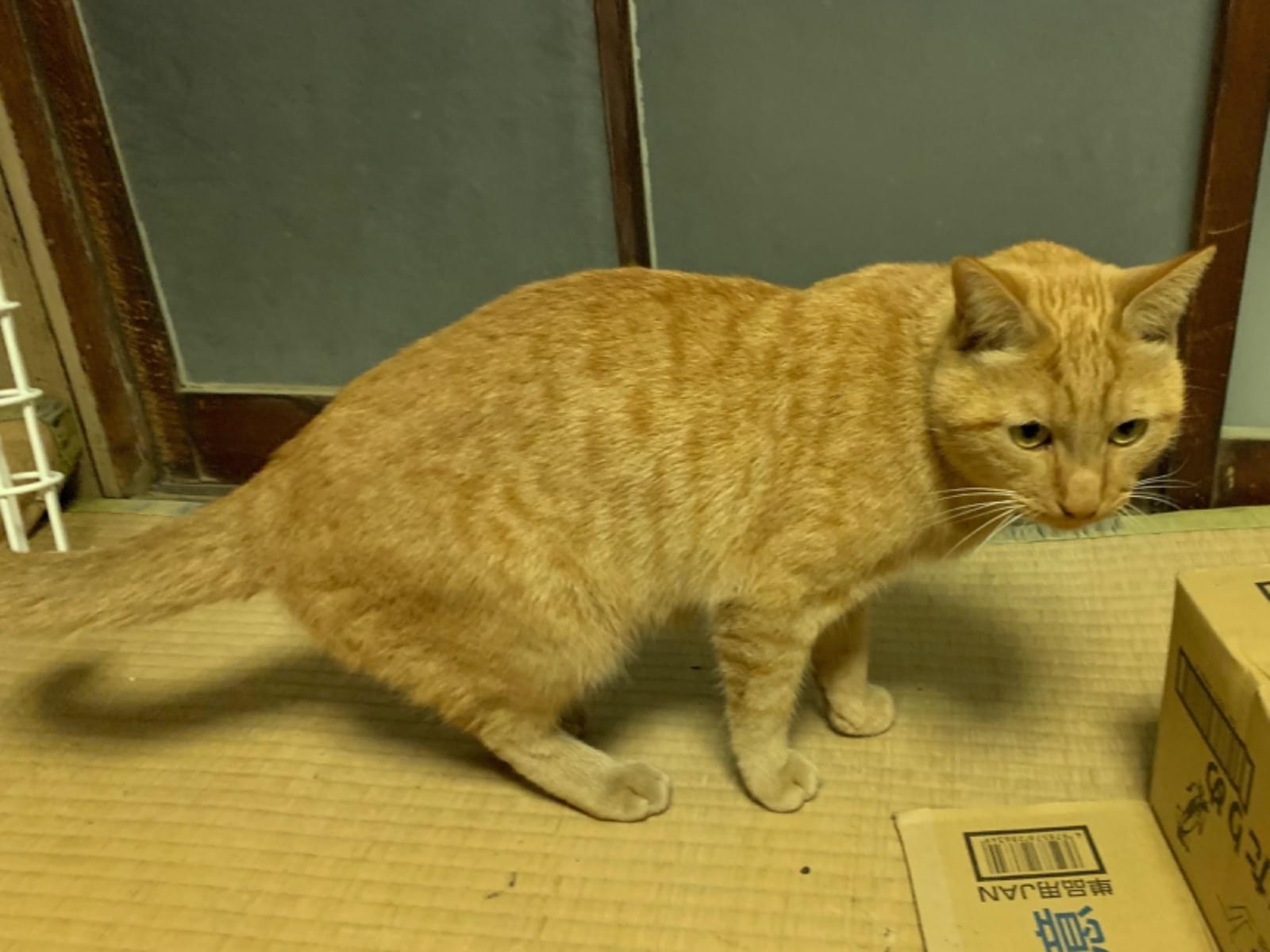 保護された猫 保護された猫