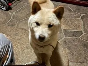 白〜ベージュの犬、グリーンの首輪にリボン付、柴犬
