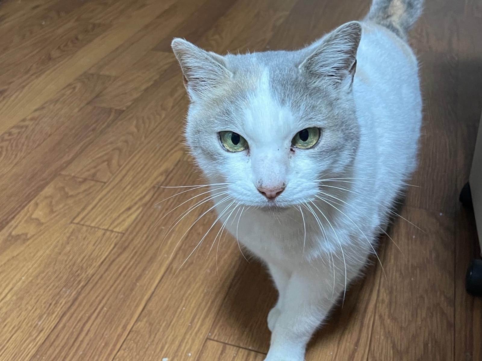 保護された猫 保護された猫