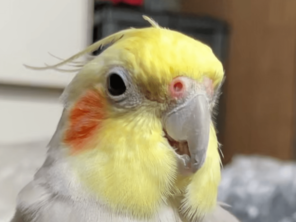 春ちゃん 春ちゃん